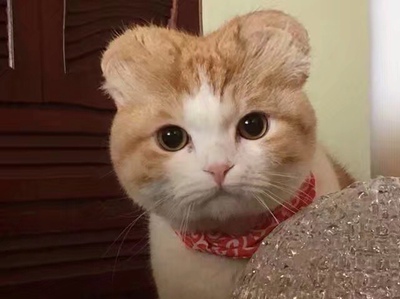 挺喜欢的 猫咪的最可爱 囤着夏天穿~ 在你们家买第二次啦 超级棒哒 有什么需要会先在你们家看一下的 看一下就买了哈哈哈哈哈 挺喜欢的 猫咪的最可爱 囤着夏天穿~ 在你们家买第二次啦 超级棒哒 有什么需要会先在你们家看一下的 看一下就买了哈哈哈哈哈