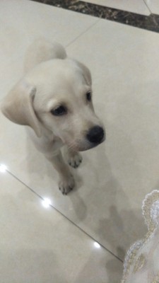 火爆的nusun狗粮怎么样，好不好？是什么品牌，大家听说过吗？