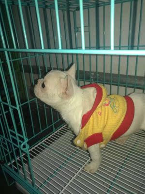 大家谈谈给金毛吃好主人狗粮怎么样,到底好不好?这的是天然粮吗