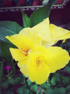 在追逐梦想的道路上，想要走的更远，我们就要学会坚强，学会正确的成长，取消消极的状态，选择开朗与光芒。共勉！[月亮]