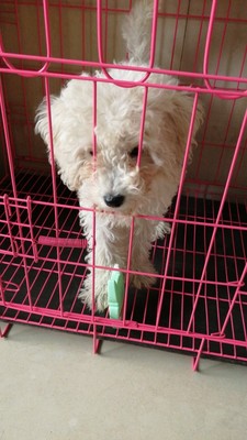 说说给狗狗吃凯锐思狗粮怎么样,是天然粮吗?别买是真的吗?