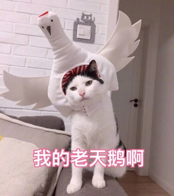 因为本仙女很懒,不想每一件商品都一样一样地去写好评,所以特意写了这样一个评论。但是这件商品无论是质量、材质还是款式,肯定都是本仙女所中意的,如果本仙女不喜欢的话,本仙女收到货肯定是会很生气的,很气很气的那种哦。不然这个评论肯定会变成那种喋喋不休,怨气横生,怨天怨地的那种。最后当然不可能忘了给这件商品一个好评,给各位爱淘宝的宝宝们一个购物参考,这个产品还是非常值得购买的! 祝看到这条评论的各位小仙女们永远年轻漂亮美丽大方,永远都是16岁 因为本仙女很懒,不想每一件商品都一样一样地去写好评,所以特意写了这样一个评论。但是这件商品无论是质量、材质还是款式,肯定都是本仙女所中意的,如果本仙女不喜欢的话,本仙女收到货肯定是会很生气的,很气很气的那种哦。不然这个评论肯定会变成那种喋喋不休,怨气横生,怨天怨地的那种。最后当然不可能忘了给这件商品一个好评,给各位爱淘宝的宝宝们一个购物参考,这个产品还是非常值得购买的! 祝看到这条评论的各位小仙女们永远年轻漂亮美丽大方,永远都是16岁