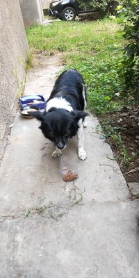 体验给爱犬用comest康玛斯狗粮怎么样,好不好,这个牌子出名吗