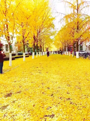 蛮好看的 质量也还行 性价比不错