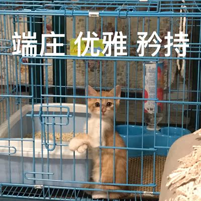 皇家猫粮对比评价怎么样，看过才知皇家猫粮质量靠谱吗,质量行不行,