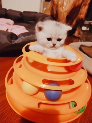 蕾丝差 走线严重 随时要散的感觉