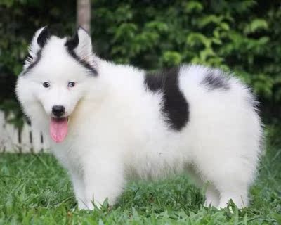 粘性很好，质量很好，总之就是很不错，再厚一点就更完美了