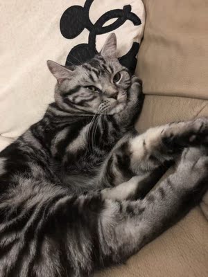 嘻嘻 合适 很喜欢