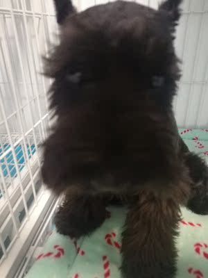 解说疯狂的小狗狗粮怎么样,质量好不好?真的是天然粮吗?