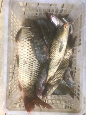 目前看来【反馈】霸将鱼竿怎么样，通过三个月使用看真相