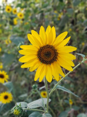 内衣包装挺好哒~以为是前面搭扣那种，没想到前面是吸铁石啊~挺聚拢的，罩杯还可以~不知道洗完了掉不掉色呀