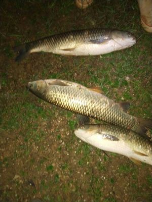 评测点评化氏一味鱼竿怎么样，质量好吗？是哪里生产的品牌的？