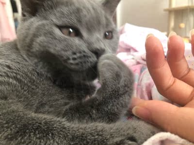 凯锐思猫粮业内推荐,原因怎么样凯锐思猫粮好不好,价格,