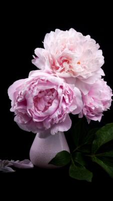 ​小时候读书不努力，写作文完全靠编，上了100字就靠标点符号来凑了。何况现在上了年纪，手懒了，嘴不利索了。你还叫我写100字的好评，你于心何忍啊。我从不给人差评，好评都是默认的，质量非常好，与卖家描述的完全一致，非常满意,真的很喜欢，完全超出期望值，发货速度非常快，包装非常仔细、严实，运送速度很快，很满意的一次购物。