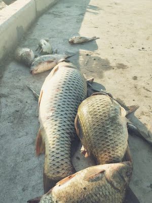 让保罗钓竿口碑行吗,质量怎么样,让保罗钓竿怎么样,让保罗质量真的很好吗?