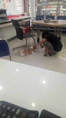 【揭秘】给狗狗用冠能狗粮怎么样，到底好不好？真的是天然粮吗？