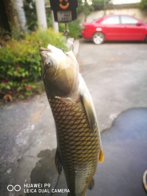 评测点评化氏一味鱼竿怎么样，质量好吗？是哪里生产的品牌的？