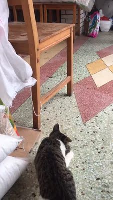 海瑞特猫粮对比评价怎么样,看过才知海瑞特猫粮评价是真假,真相揭秘,