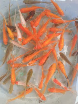 刚好这两天培训派上用场，超级舒服，喜欢的美眉赶快下单吧