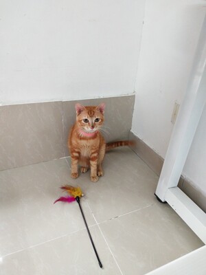 淘宝几年才知道原来评论85个字才会有积分。所以从今天到以后，这段话走到哪里就会复制到哪里。首先要保证质量啊，东西不赖啊。不然就用别的话来评论了。不知道这样子够不够85字。谢谢老板的认真检查。东西特别好，我不是刷评论的，我是觉得东西好我才买的！