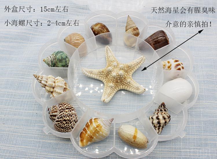 天然贝壳海螺海星标本礼盒装少年儿童海洋生物科普材料幼儿园礼物