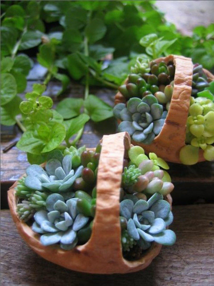 6种带香味的多肉植物,养了3种就是牛人