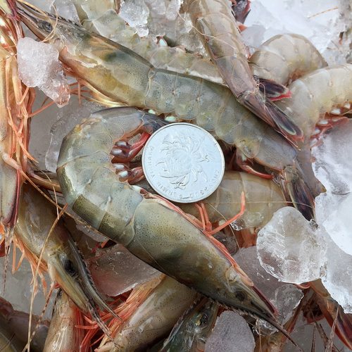 500g 舟山野生青壳滑皮虾新鲜条虾活皮虾金钩虾剑虾_7折现价88.11元