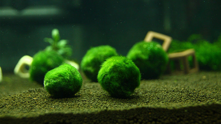 【萌物】绿藻球爱情可爱绿藻球桌面生态鱼缸装饰造景虾缸水草瓶养