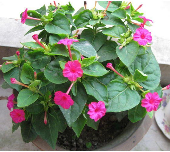 紫茉莉种子夜来香草茉莉地雷花家庭阳台庭院盆栽易活花卉多年生籽-好