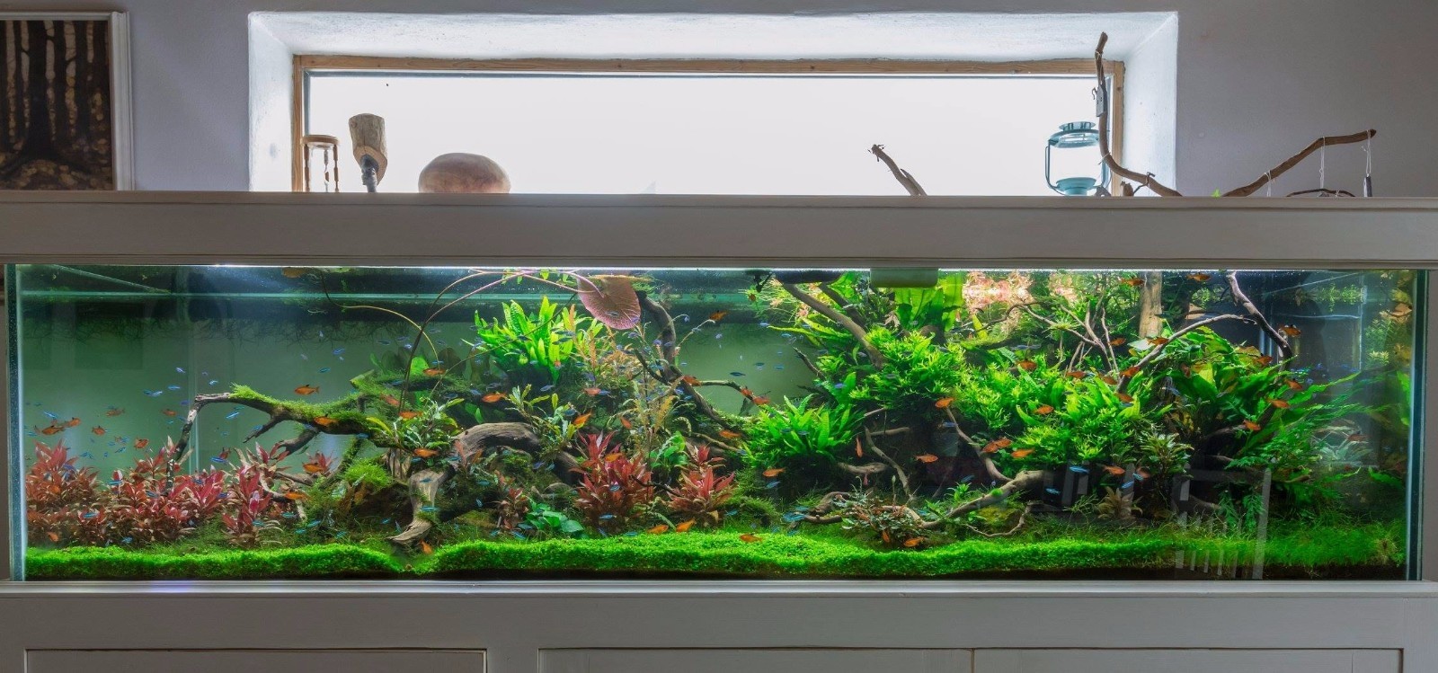 国外网友2米杜鹃根水草缸开缸全过程图