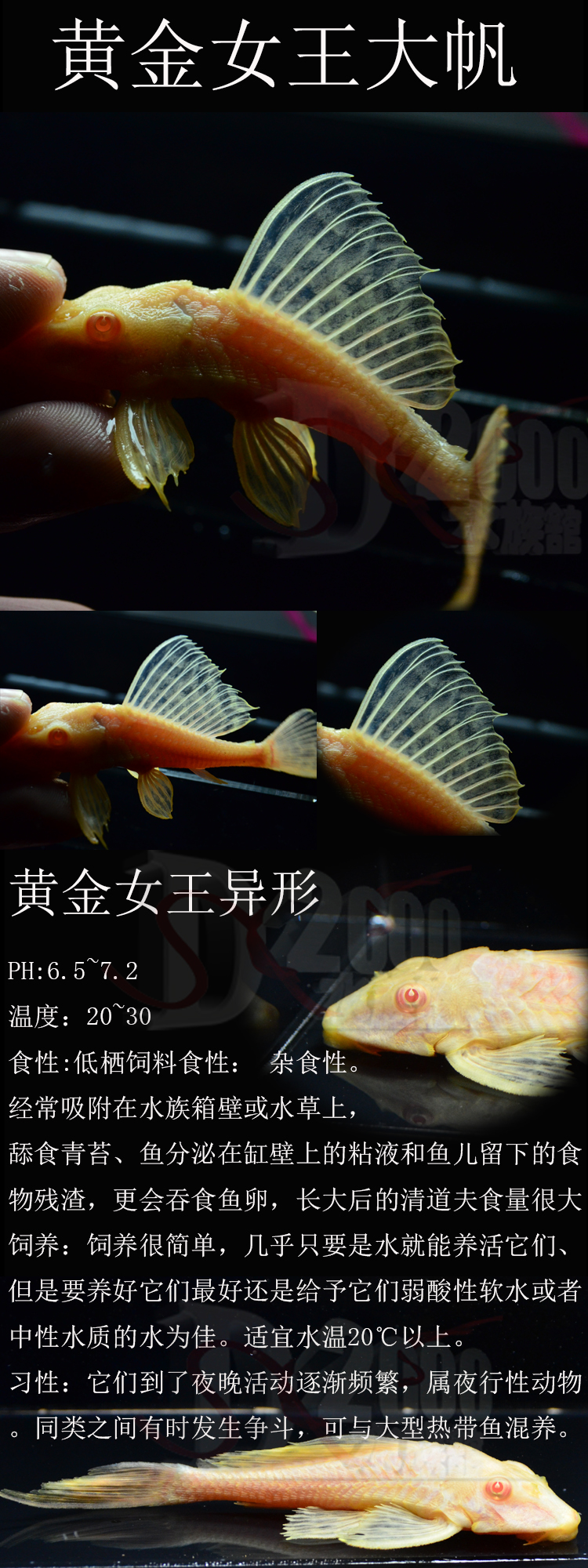 黄金大帆红眼女王大帆异型鱼清道夫吃藻不吸鱼配龙鱼魟鱼活体包邮