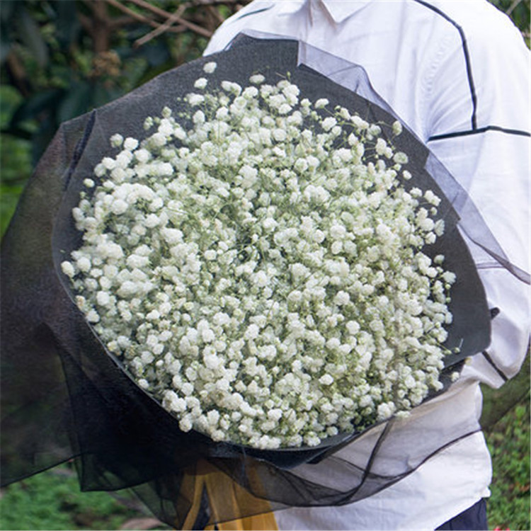 白色满天星黑纱