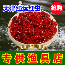 Red Worm Live Bait Alive Tianjin Red Worm Extra-large Labait Carp Bait Fishing Blackheaded Male Worm