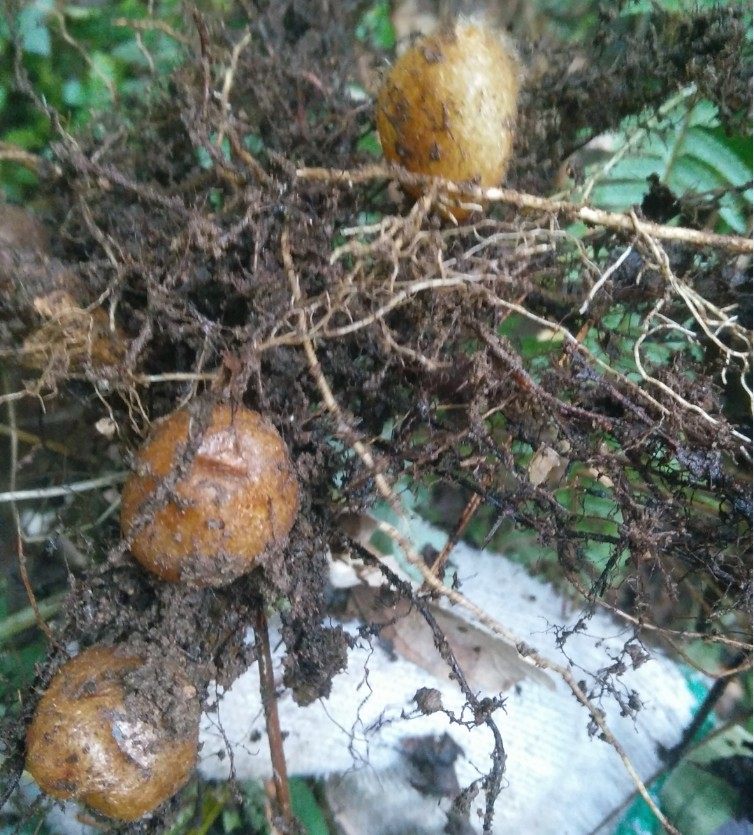 新鲜精选野生石黄皮凤凰蛋促销价500g肾蕨圆羊齿篦子草蜈蚣草包邮