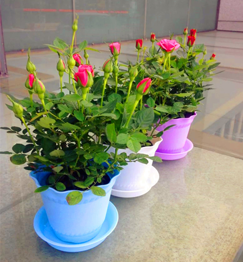 迷你玫瑰花盆栽花苗月季花带花苞当年开花绿植花卉微型植物礼物_7折