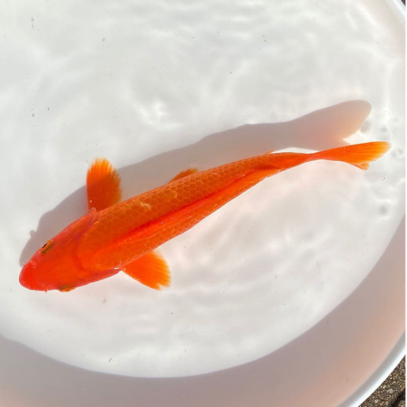 观赏鱼活体红鲤鱼红草鱼小金鱼锦鲤锦鲫鱼苗鱼冷水淡水鱼