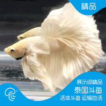 Thai half-moon Betta Moonlight jellyfish Betta Video fish selection boutique display level big-eared watching tropical fish live