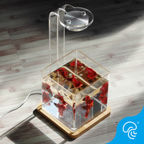 Thailand bucket fish tank office ecological micro tank tropical fish ornamental fish mini fish tank table desktop small tank D1