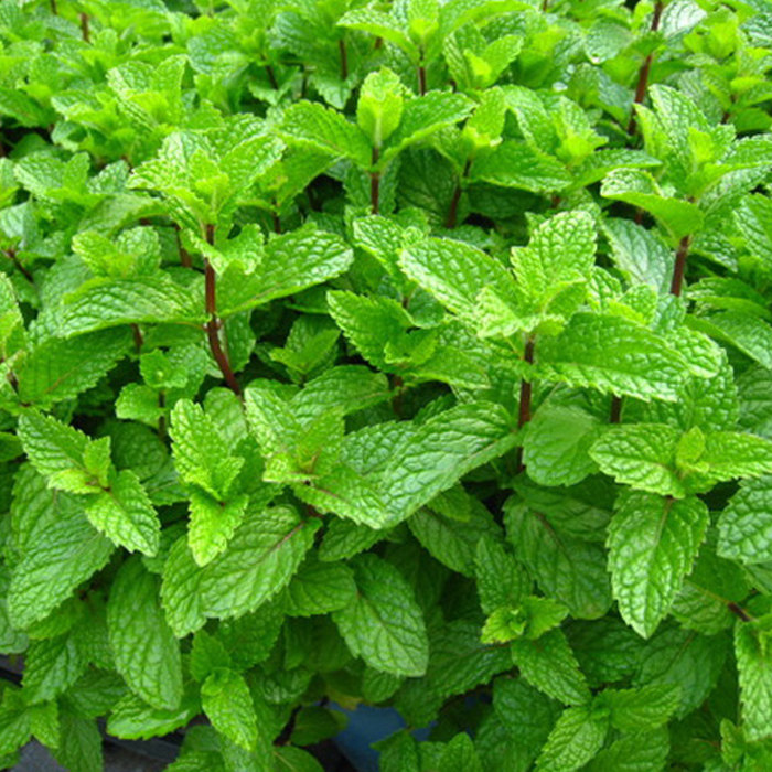 新鲜薄荷叶500g 食用留兰香薄荷叶 调酒烘培装饰
