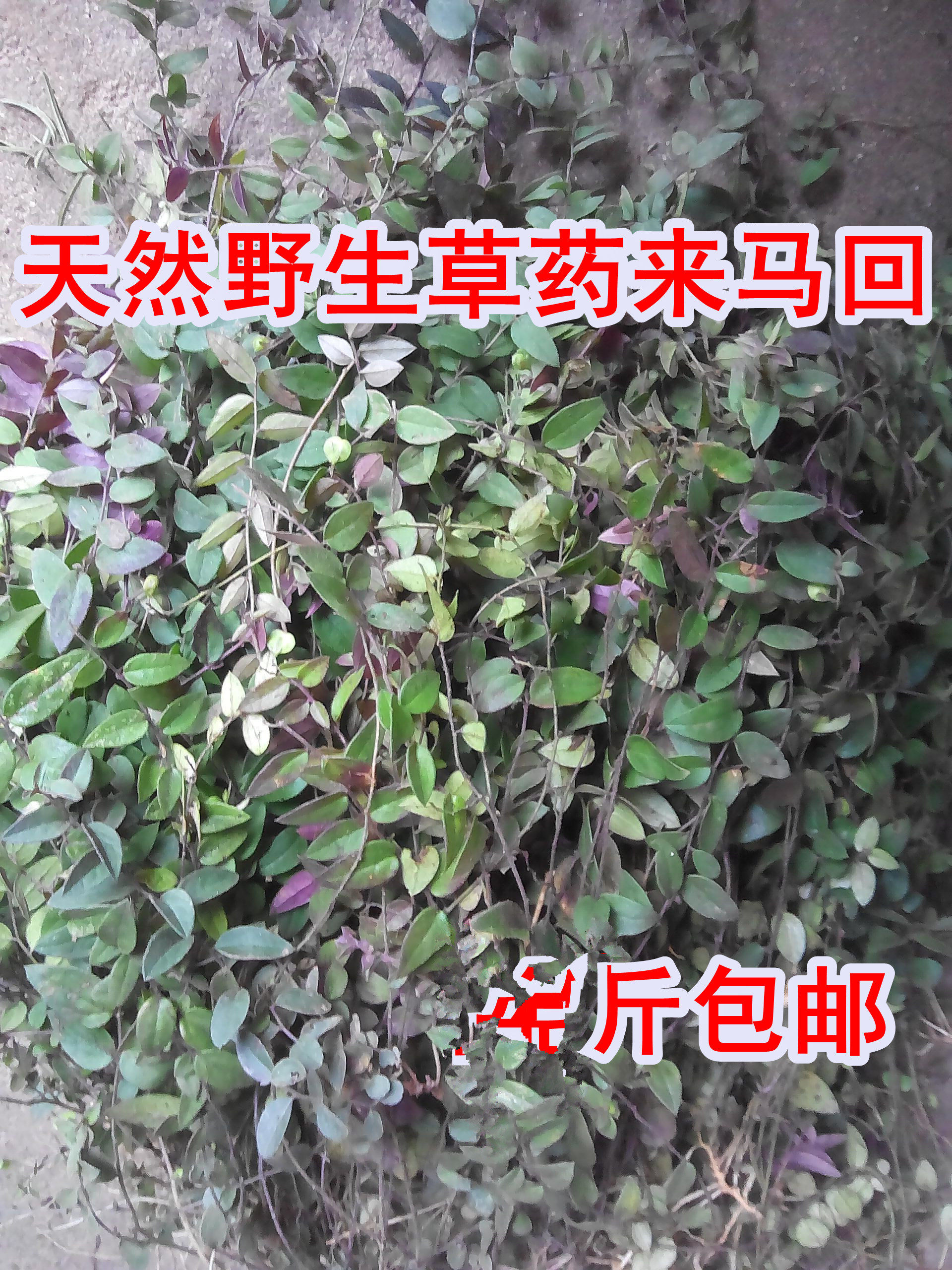 新鲜野生来马回勒马回瓜子金干品2件包邮