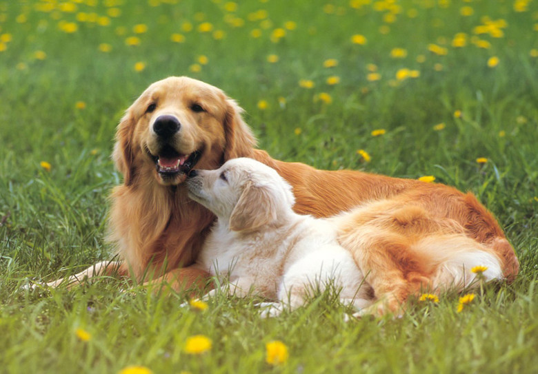 输精器 输精管 羊用输精器 输精枪 套管 狗用圆头 羊用输精设备_双氙