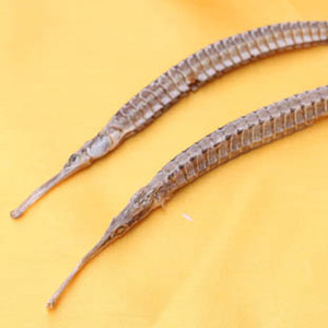 中号刁海龙海马葡干货药材 泡酒料煲汤20-25厘