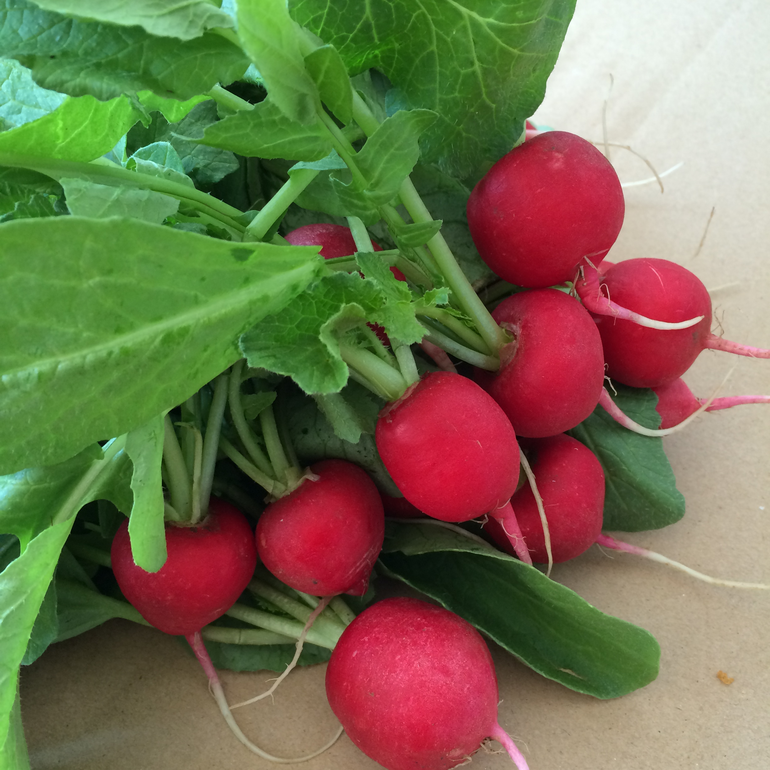 新鲜蔬菜蘸酱菜 迷你小萝卜樱桃萝卜水果沙拉 500g