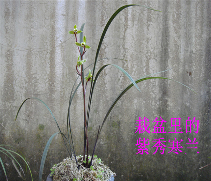 珍稀新品种紫秀寒兰 名贵兰花盆景 丘北冬蕙兰 每盆56