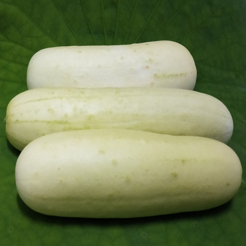 白皮黄瓜 湖北天门特产 新鲜蔬菜白黄瓜油瓜水果黄瓜菜瓜 4斤包邮