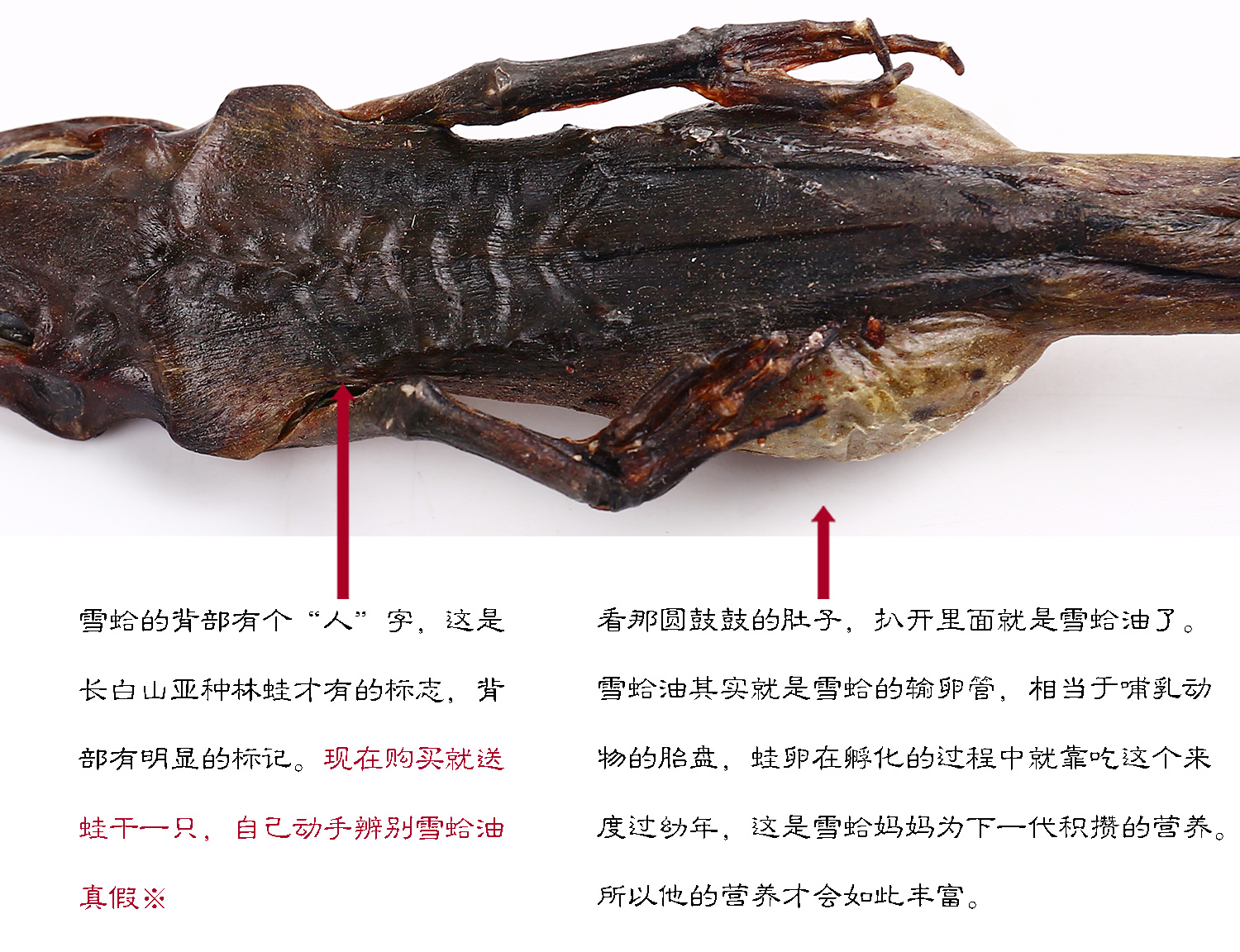 长白山正品泡发100倍雪蛤碎油