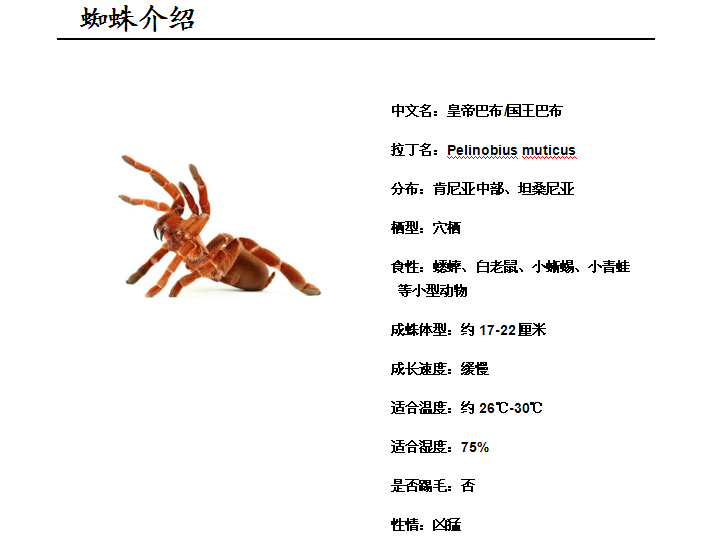 皇帝巴布蜘蛛3-4l国王巴蜘蛛捕鸟蛛宠物蜘蛛活体2-3厘米大幼体