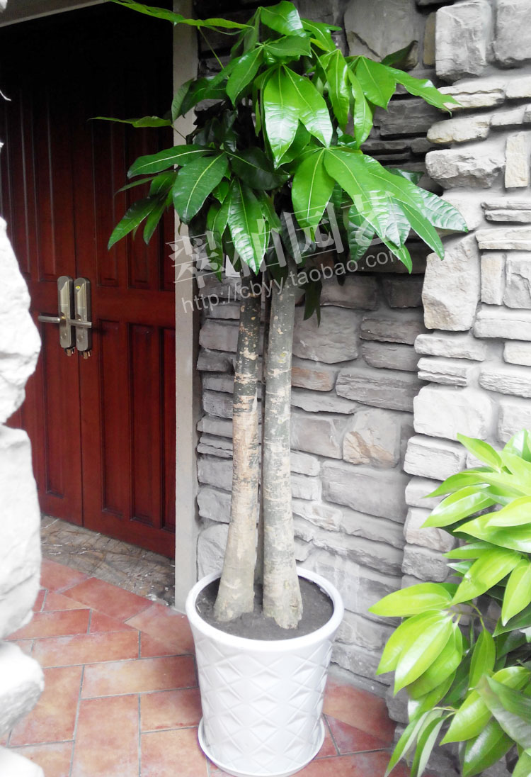 3头发财树/3粗杆发财树/开业乔迁送礼/办公室客厅大盆栽/重庆
