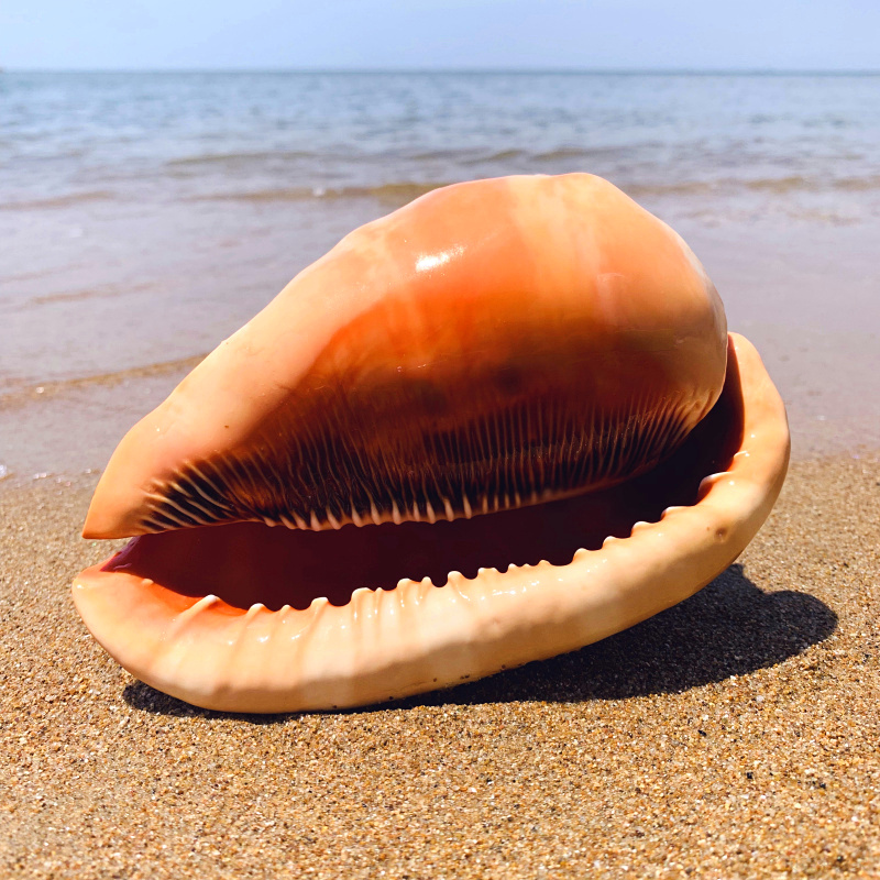 万宝螺天然超大贝壳特大海螺四大名螺礼品收藏鱼缸水族装饰品摆件