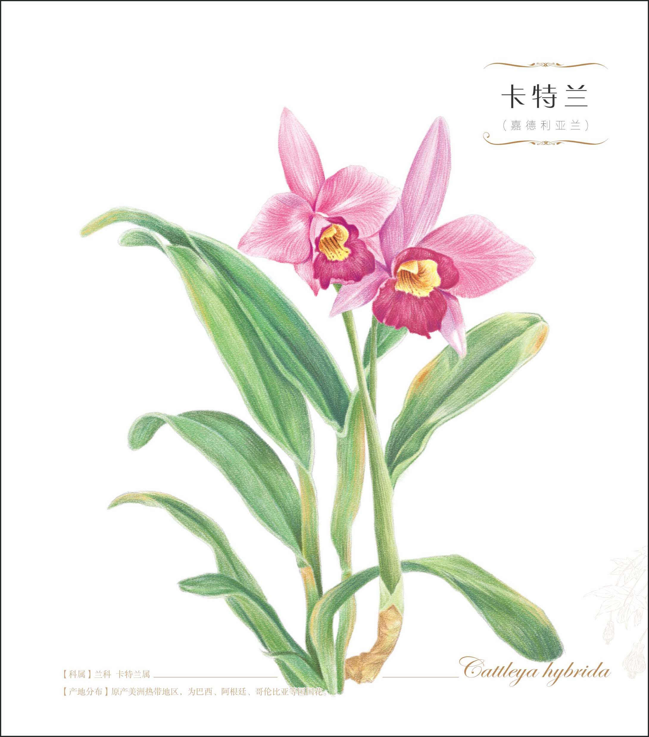 飞乐鸟与你约绘花世界的新大陆,绽放无与伦比的美丽力量!)当当网*销售